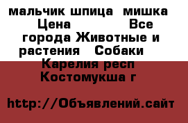 мальчик шпица (мишка) › Цена ­ 55 000 - Все города Животные и растения » Собаки   . Карелия респ.,Костомукша г.